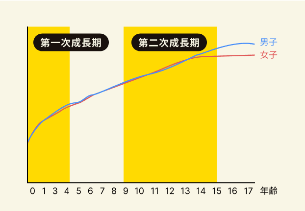 第一時成長期と第二次成長期の遷移図